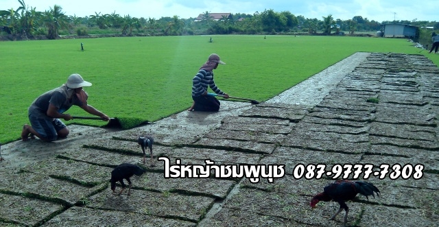ไร่หญ้านวลน้อย