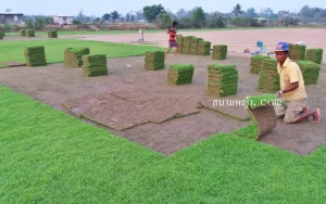 หญ้า นวลน้อย ราคา