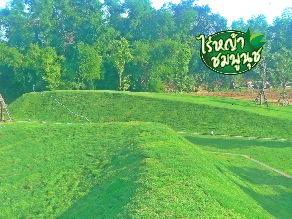 ขายหญ้านครศรีธรรมราช