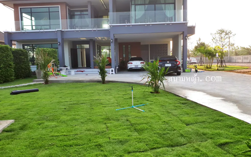 หญ้านวลน้อย ระยอง