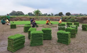 หญ้านวลน้อย