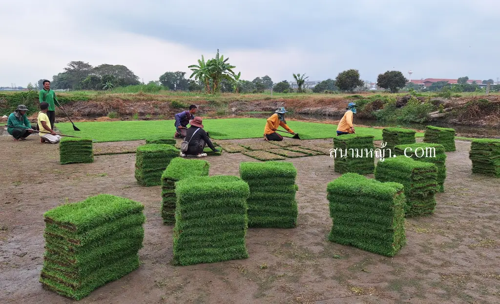 หญ้านวลน้อย