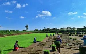 หญ้าพาสพาลัม