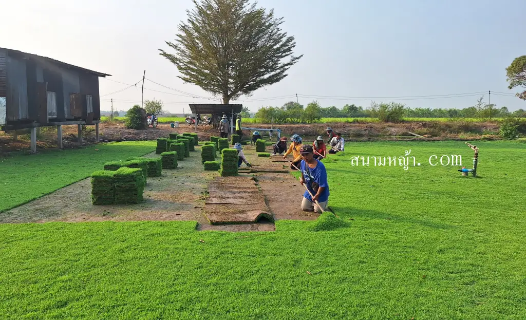 ไร่หญ้า ระยอง