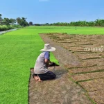 ไร่หญ้า สระแก้ว