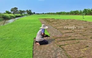 ไร่หญ้า สระแก้ว