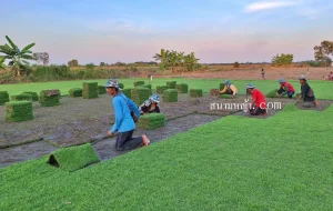 ไร่หญ้า