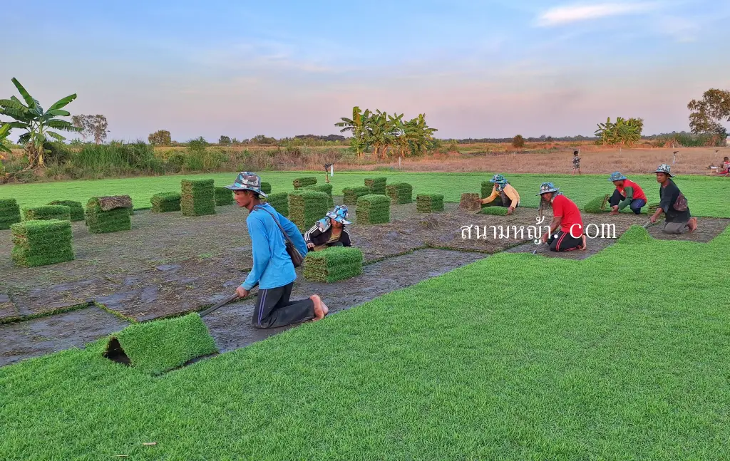 ไร่หญ้า