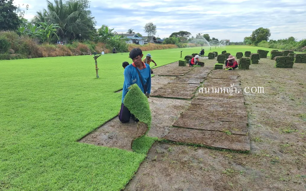 วิธีปลูกหญ้า