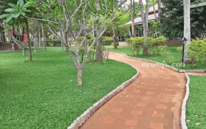 หญ้ามาเลย์