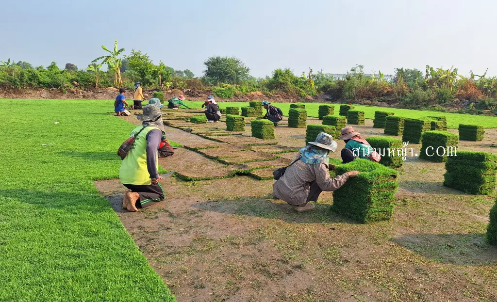 ขายหญ้า ชลบุรี