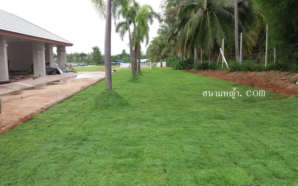 หญ้านวลน้อย ชลบุรี