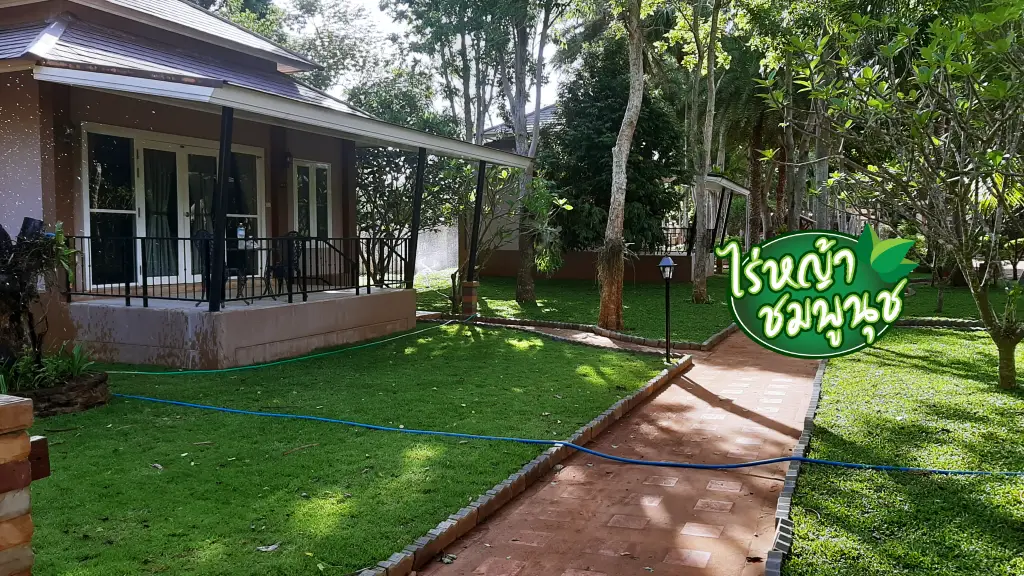 ขายหญ้านวลน้อยเพชรบูรณ์