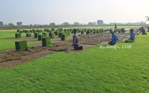 หญ้านวลน้อย สมุทรสาคร