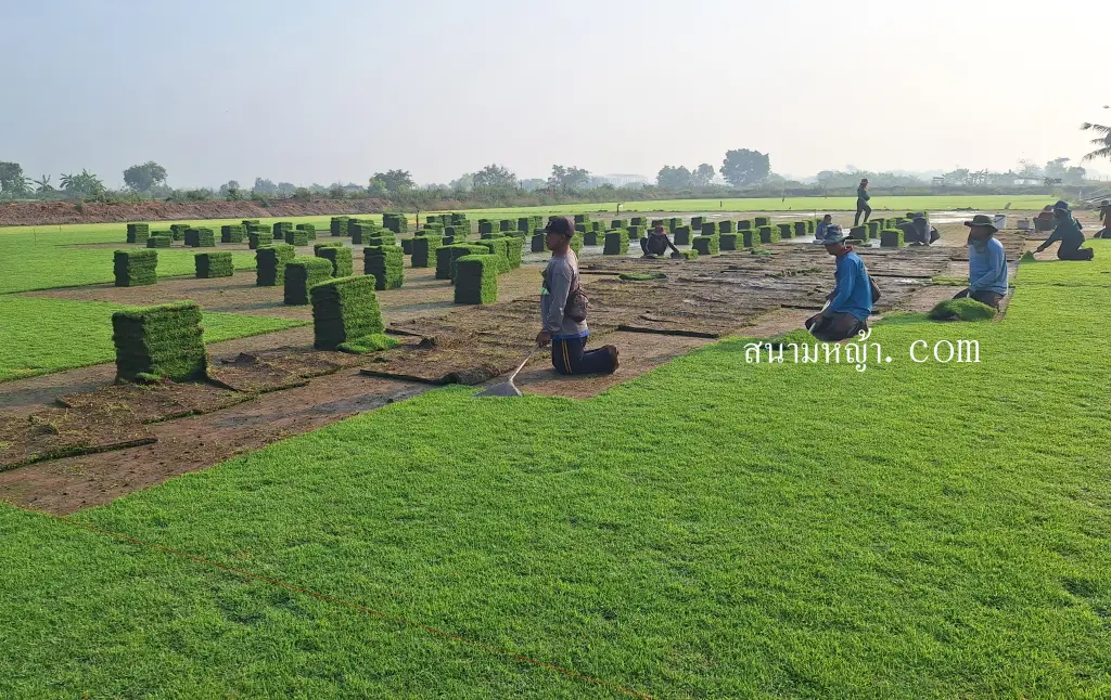 หญ้านวลน้อย สมุทรสาคร