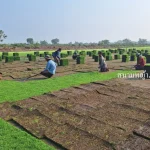 ไร่หญ้า เพชรบูรณ์