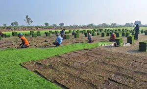 ไร่หญ้า เพชรบูรณ์