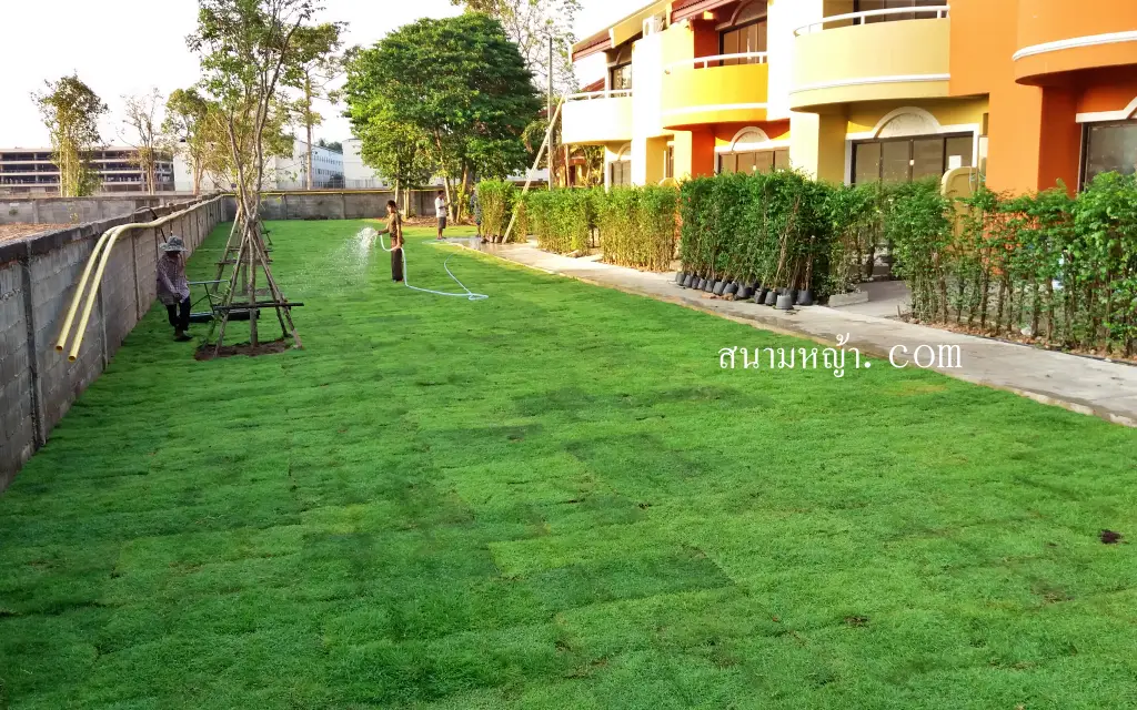 ปลูกหญ้า สมุทรสาคร