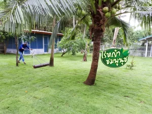 ร้านขายหญ้าสุพรรณบุรี