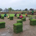 หญ้านวลน้อย เพชรบุรี