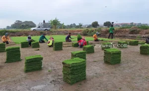 หญ้านวลน้อย เพชรบุรี