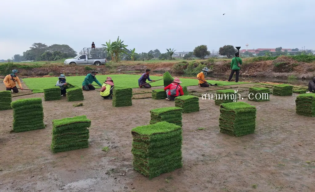 หญ้านวลน้อย เพชรบุรี