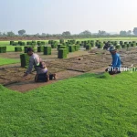 หญ้านวลน้อยปราจีนบุรี