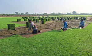 หญ้านวลน้อยปราจีนบุรี