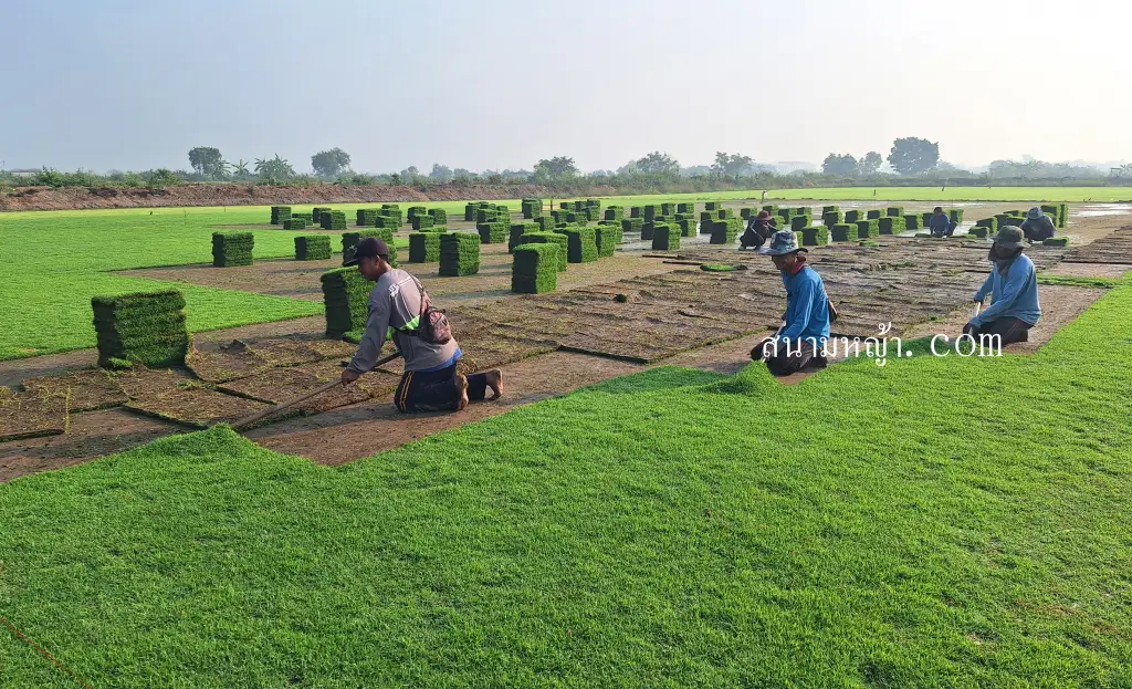 หญ้านวลน้อยปราจีนบุรี