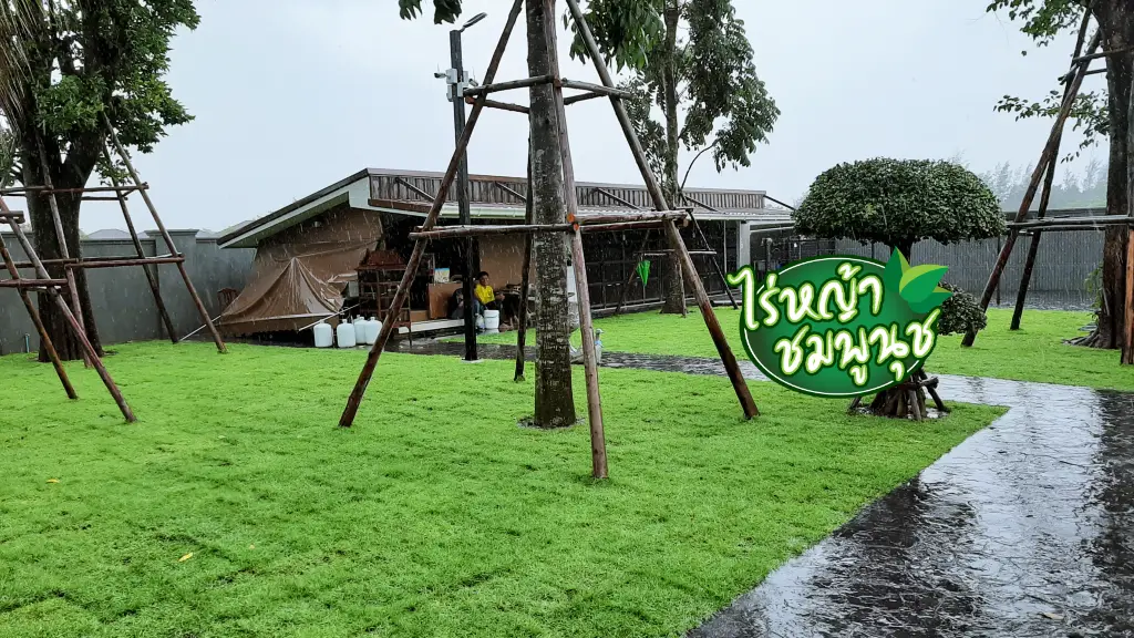 หญ้าปูสนามปราจีนบุรี