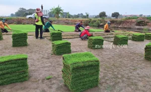 ไร่หญ้า จันทบุรี