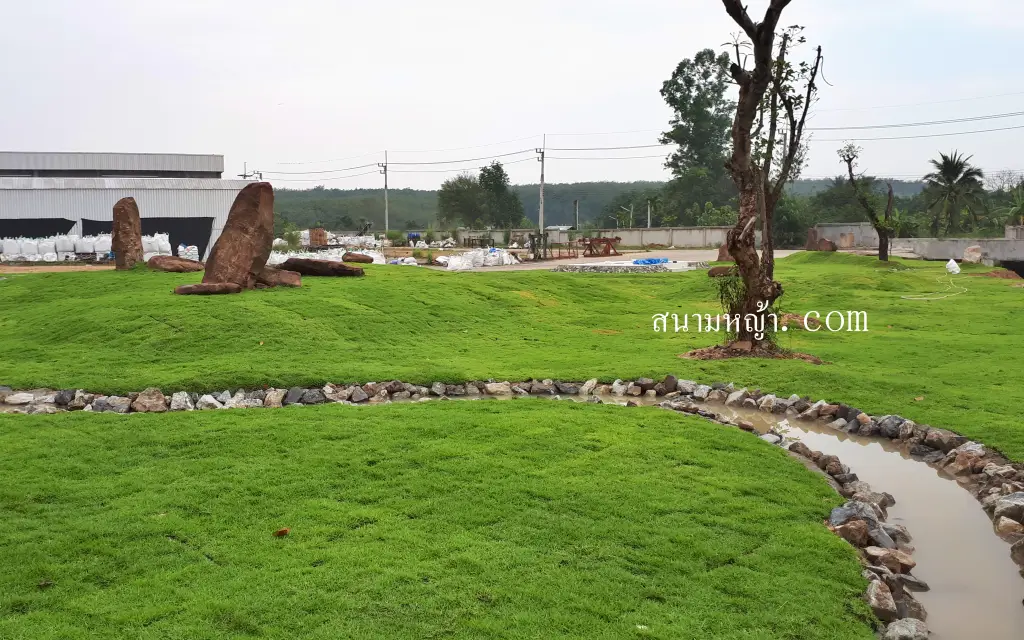 หญ้านวลน้อย จันทบุรี