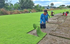 หญ้านวลน้อย กาญจนบุรี