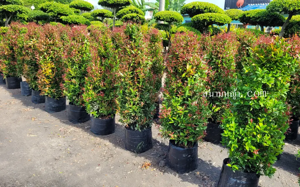 ต้นคริสติน่า