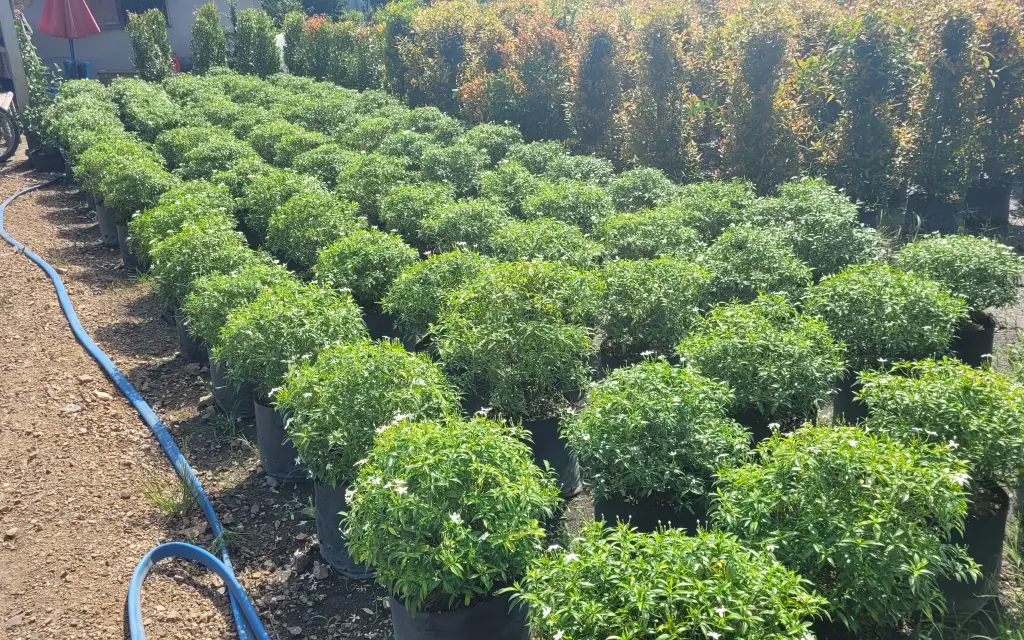 พุดศุภโชค