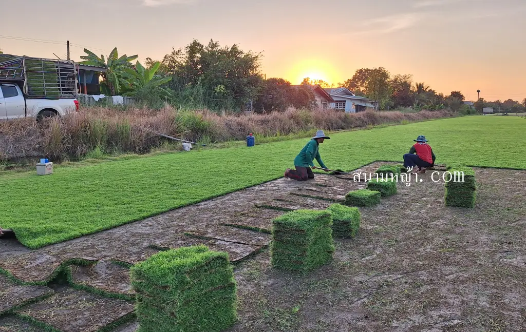 ร้านขายหญ้า