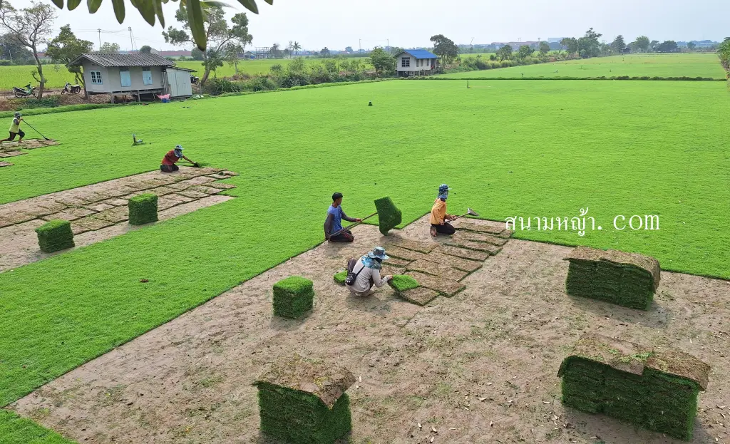 ราคาหญ้านวลน้อย