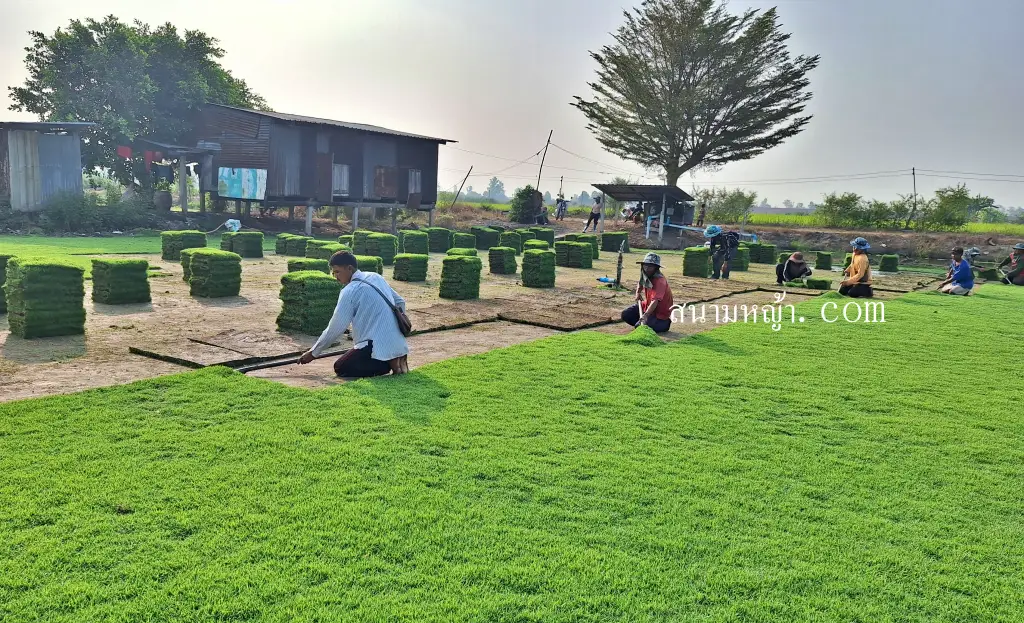 ขายหญ้านวลน้อย