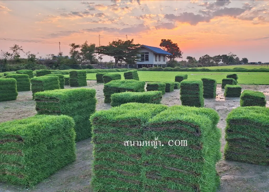 หญ้านวลน้อย